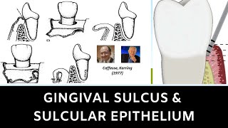 GINGIVAL SULCUS AND SULCULAR EPITHELIUM [upl. by Cynth786]