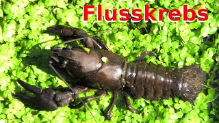 Großer Flusskrebs Edelkrebs in Waldenbuch Nahaufnahmen  Big crayfish close up 4K VIDEO [upl. by Rosel]