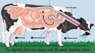 Nutrition in Ruminants  Nutrition in Animals  Chapter 2  Digestive System of a Ruminants [upl. by Stephine]