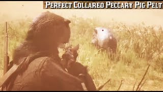 Where To Find A Peccary Pig  Red Dead Redemption 2 Perfect Pelt Location Guide RDR2 [upl. by Tjaden]