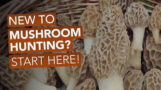 New To Mushroom Hunting Start Here [upl. by Ylrebmic]