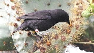 Darwin Finches Galapagos [upl. by Johnathon]