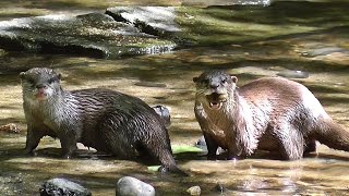 Otters Playing in The Stream [upl. by Ahsircal788]