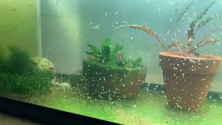 Daphnia Culturing Snails or no snails [upl. by Asoral]