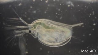 Daphnia magna under the Microscope [upl. by Vander]