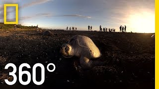 Sea Turtles Nesting in Costa Rica  360  National Geographic [upl. by Rosene413]