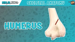 Humerus Anatomy [upl. by Ladnek36]