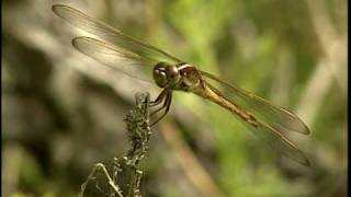 Dragonfly  National Park Animals for Kids [upl. by Merat]