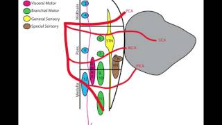 Lateral Medullary Wallenberg Syndrome [upl. by Esinel156]