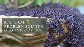 My TOP 5 Ground Covers [upl. by Jorgan]