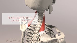 Levator Scapulae Shoulder Series Part 3 3D Animation [upl. by Eelirak]