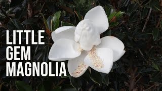 Little Gem Magnolia  Fragrant Evergreen Dwarf Tree [upl. by Niaz]