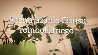 Cissus rombolistny jak rozmnożyć ukorzenianie Cissusu rombolistnego Cissus alata [upl. by Gazo]