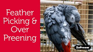 Feather Picking or OverPreening in Pet Birds  Bird Owner Tips [upl. by Ezalb]