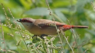 Wild CRIMSONRUMPED WAXBILL Singapore [upl. by Akirahs]