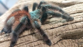 Caribena versicolor [upl. by Grand]