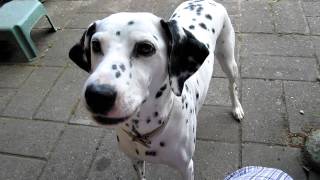 Dalmatian Barking on Command [upl. by Tamarah]