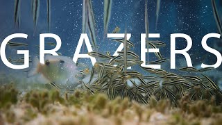 GRAZERS [upl. by Aniuqahs]