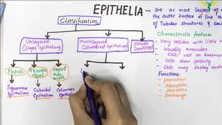 EPITHELIUM  Classification  Basic Histology [upl. by Romo689]