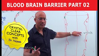 Blood Brain Barrier Part 2  Circumventricular Organs [upl. by Rebme]