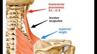 Two Minutes of Anatomy Levator Scapula [upl. by Stag650]