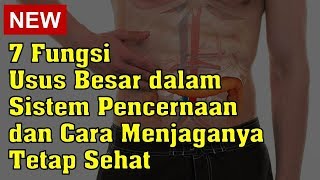 7 Fungsi Usus Besar dalam Sistem Pencernaan dan Cara Menjaganya Tetap Sehat [upl. by Fantasia283]