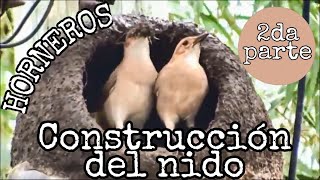 Horneros Construcción del nido 2da parte [upl. by Blase985]