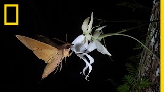 Rare Ghost Orchid Has Multiple Pollinators  Short Film Showcase [upl. by Heller]