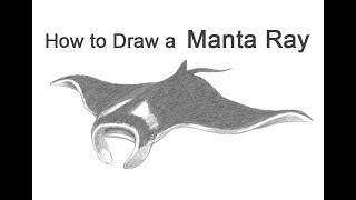 How to Draw a Manta Ray [upl. by Milurd]