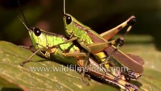 Grasshoppers mating in Sikkim [upl. by Notgnirra72]