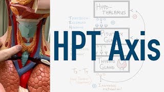 HPT Axis Feedback Loop  Hypothalamus Pituitary Thyroid [upl. by Une992]