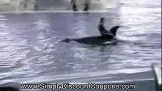 Near death accident at Seaworld Killer Whale Shamu Beleive [upl. by Burkhardt]