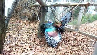 Ocellated Turkey Meleagris ocellata mating dance [upl. by Esteban383]