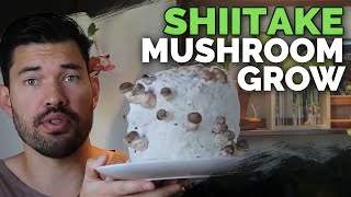 How to Grow Shiitake Mushrooms Recipe Included [upl. by Nangatrad615]