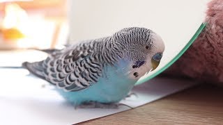 3 Hour Budgie sounds  Cookie and his Mirror singing [upl. by Ermine208]