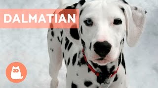 All About the DALMATIAN  Traits and Training [upl. by Yentruocal]