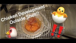 Chicken Embryo Development Timelapse [upl. by Nahum]