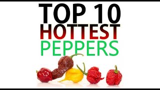 Top 10 Hottest Peppers In The World 2022 Update [upl. by Langley]