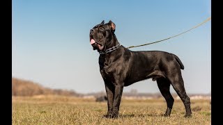 Cane Corso  Great Italian Mastiff [upl. by Roeser]