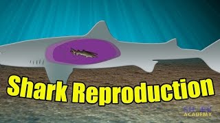 Shark Reproduction  SHARK ACADEMY [upl. by Hannibal]