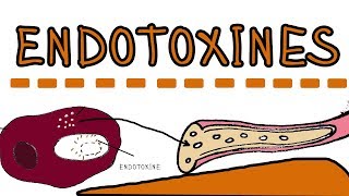 Endotoxines  Lipopolysaccharides LPS lipoglycans [upl. by Yboc149]