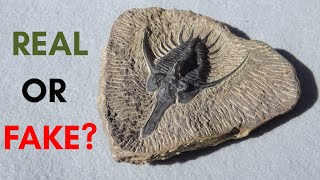 Real vs Fake Trilobite Fossils and How to Tell the Difference Revised [upl. by Slemmer]