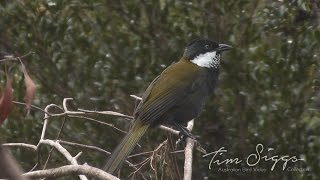 Eastern Whipbird call Psophodes olivaceus HD Video clip 12 Tim Siggs ABVC [upl. by Nomannic]