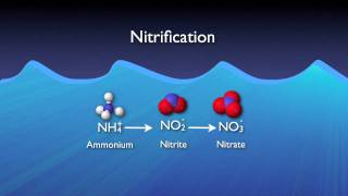 Nitrogen Removal Basics [upl. by Anayet925]