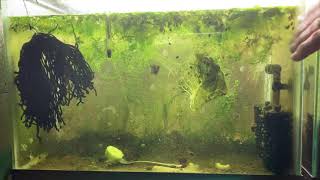 Scuds Daphnia Cherry Shrimp Copepods My aquatic food culture [upl. by Lennon]