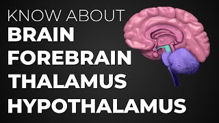 Learn About Brain  Forebrain  Thalamus  Hypothalamus [upl. by Haimehen52]