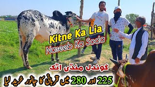 Gondal Mandi New Rates  گوندل منڈی قیمتیں  cow  farming farm January 21 2025 [upl. by Evangelia]