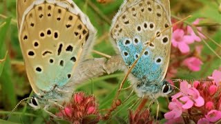 Beautiful Butterfly Moments  BBC Earth [upl. by Neelasor]