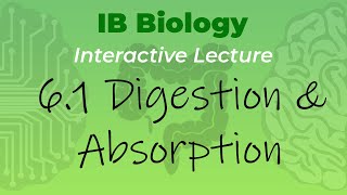 IB Biology 61  Digestion amp Absorption  Interactive Lecture [upl. by Gemma]