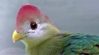 Redcrested Turaco  Exotic Birds [upl. by Yentihw779]